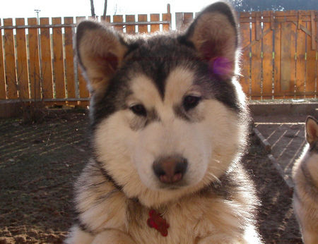 Alaskan Malamute Hunde Foto 40589 in höherer Auflösung ansehen Alaskan Malamute