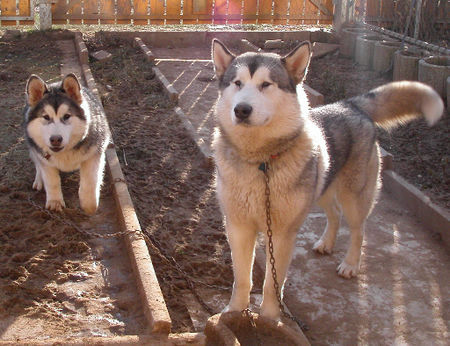 Alaskan Malamute Hunde Foto 40592 Alaskan Malamute