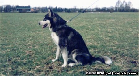 Alaskan Malamute Hunde Foto 9069 Alaskan Malamute Bisha Gee ze Snieznych Przestrzeni