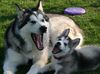 Alaskan Malamute Foto: Mutter und Tochter (ID 23416) Alaskan Malamute Hund