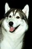 Alaskan Malamute Foto: Alaskan Malamute auf einer Ausstellung (ID 6163) Alaskan Malamute Hund
