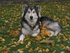Alaskan Malamute Foto: siska wartet auf den winter (ID 7134) Alaskan Malamute Hund