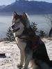 Alaskan Malamute Foto: Sonne, Schnee und Malamute (ID 9121) Alaskan Malamute Hund