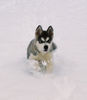 Alaskan Malamute Hund