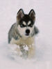 Alaskan Malamute Foto: Yankee Bear W Kampinoskim Boru (ID 28034) Alaskan Malamute Hund