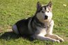 Alaskan Malamute Foto: Wind Storm Oconel (ID 9091) Alaskan Malamute Hund