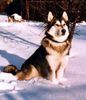 Alaskan Malamute Foto: Ariadna Legenda Polnocy PL (ID 12703) Alaskan Malamute Hund
