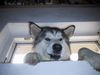 Alaskan Malamute Foto: Da bin ich schon (ID 16481) Alaskan Malamute Hund