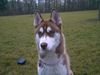 Alaskan Malamute Foto: Das ist ein bester Freund von meiner Freundin (ID 7094) Alaskan Malamute Hund