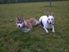 Alaskan Malamute Foto: Ich bin Amun und die hübsche weiße neben mir ist meine Freudin Jessy (ID 7095) Alaskan Malamute Hund
