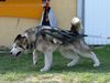 Alaskan Malamute Foto: CH.Brad Pitt Del Lago Degli Orsi - Weightpull (1050kg) (ID 10324) Alaskan Malamute Hund