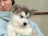 Alaskan Malamute Foto: Great Spirit Inditarod - Hündin 7 Wochen (ID 7515) Alaskan Malamute Hund