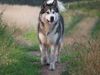 Alaskan Malamute Hund