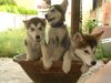 Alaskan Malamute Foto: 3 unserer 5 süßen mit 11 wochen!! (ID 22549) Alaskan Malamute Hund