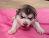 Alaskan Malamute Hund