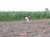 Alaskan Malamute Hund