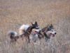 Alaskan Malamute Hund
