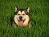 Alaskan Malamute Foto: KUK ! (ID 11029) Alaskan Malamute Hund