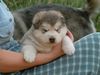 Alaskan Malamute Foto: Far From Home Inditarod - Hündin 3 Wochen (ID 4460) Alaskan Malamute Hund