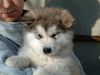 Alaskan Malamute Foto: Gesar Legend of Inditarod - Rüde 7 Wochen (ID 7514) Alaskan Malamute Hund