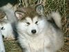 Alaskan Malamute Foto: Gesar Legend of Inditarod - Rüde 8 Wochen (ID 7681) Alaskan Malamute Hund