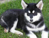 Alaskan Malamute Hund