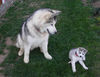 Alaskan Malamute Hund