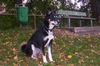 Alaskan Malamute Hund