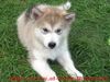 Alaskan Malamute Hund