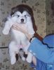 Alaskan Malamute Foto: TYLER - Tanana Sunka Wakan Nik-Nak (ID 10301) Alaskan Malamute Hund