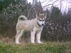Alaskan Malamute Foto: Nana,3 monate alt (ID 16375) Alaskan Malamute Hund