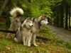 Alaskan Malamute Foto: Vakinyan mit seiner Enkelin Cheyennr (ID 11993) Alaskan Malamute Hund