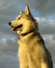 Alaskan Malamute Hund