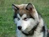 Alaskan Malamute Foto: Edge of Shadow Inditarod - 6 Monate (ID 3533) Alaskan Malamute Hund