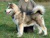 Alaskan Malamute Foto: Edge of Shadow Inditarod - 6 Monate (ID 3535) Alaskan Malamute Hund