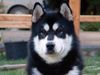 Alaskan Malamute Foto: ICH.Buffalo Bill Inditarod (ID 3534) Alaskan Malamute Hund