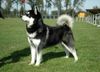 Alaskan Malamute Foto: BIS BISS ICh.Buffalo Bill Inditarod (ID 24607) Alaskan Malamute Hund