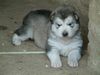 Alaskan Malamute Foto: First Surprise Inditarod - Hündin 3 Wochen (ID 4169) Alaskan Malamute Hund