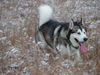 Alaskan Malamute Hund