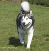 Alaskan Malamute Hund