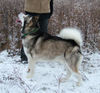 Alaskan Malamute Hund