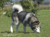 Alaskan Malamute Hund