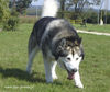 Alaskan Malamute Hund