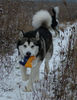 Alaskan Malamute Hund