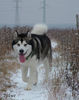 Alaskan Malamute Hund