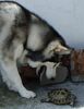 Alaskan Malamute Foto: TYLER I ZOLW (ID 12419) Alaskan Malamute Hund