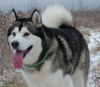 Alaskan Malamute Hund