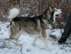 Alaskan Malamute Hund