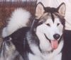 Alaskan Malamute Foto: TYLER - Tanana Sunka Wakan Nik-Nak (ID 10282) Alaskan Malamute Hund