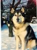 Alaskan Malamute Foto: Ariadna Legenda Polnocy PL (ID 12705) Alaskan Malamute Hund